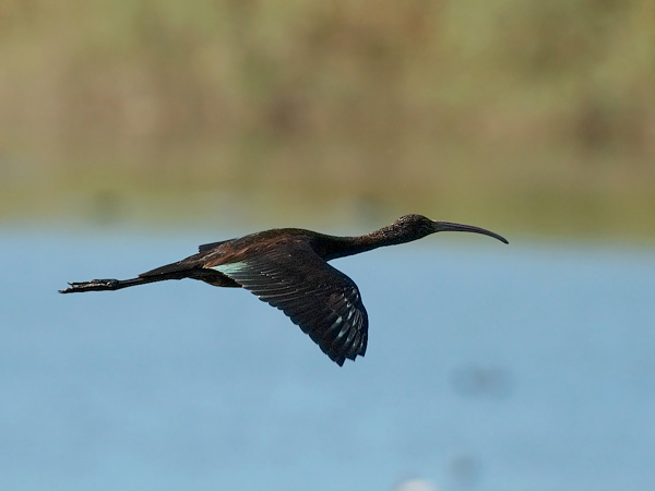 Pronssi-iibis, Glossy Ibis, Plegadis falcinellus